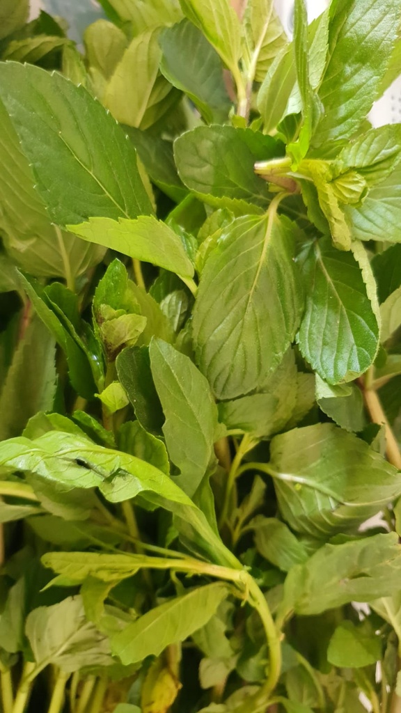 Hierbabuena