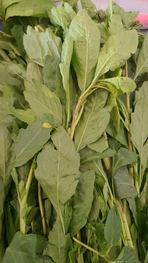 Epazote
