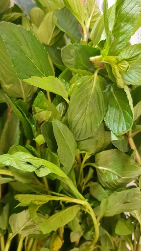 Hierbabuena